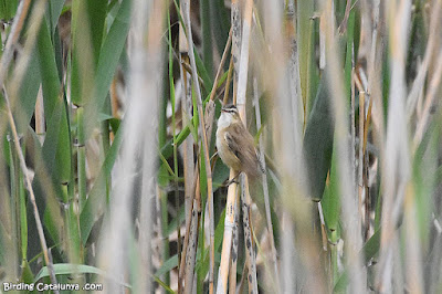 Boscarla dels joncs (Acrocephalus schoenobaenus)