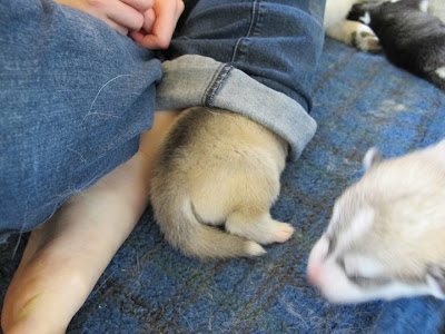 Husky puppies Seen On www.coolpicturegallery.us