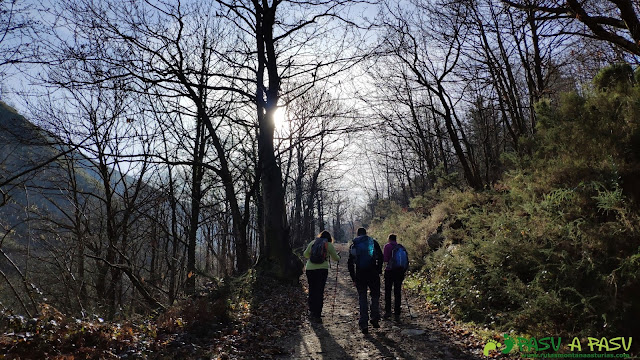 Subiendo a Brañasín por el bosque