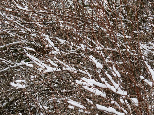 snow on grass