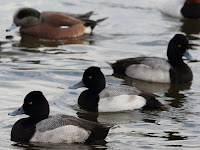 wild ducks resting