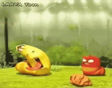 Larva Toon