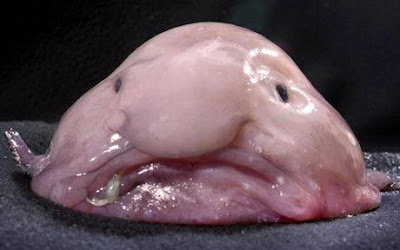 blobfish new zealand and tasmania