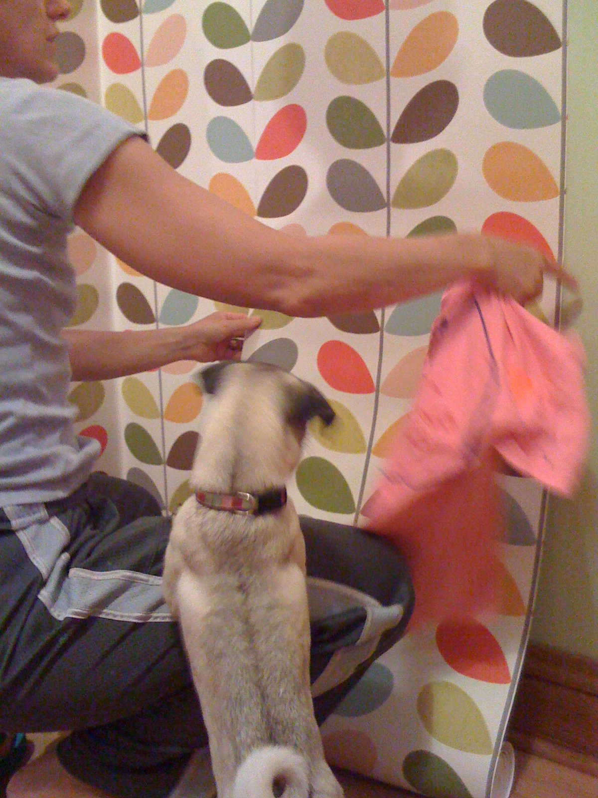 Olive tried to get into the action too - but she eventually got bored ...