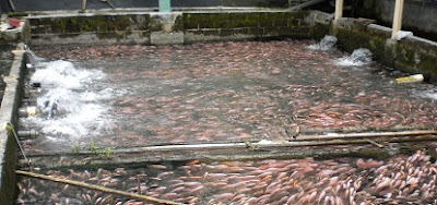 Cara Budidaya Ikan Nila di Kolam Beton yang Menguntungkan 