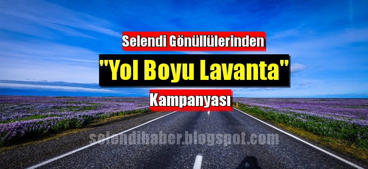 Yol Boyu Lavanta