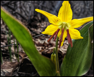 A Single Yellow Lily Brightens my Day on a trail half covered in snow.