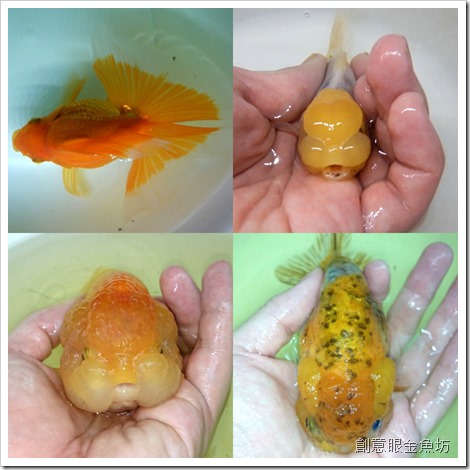 創意眼金魚坊 專營精緻金魚 特殊金魚 買金魚 找金魚 賣金魚請來專業金魚水族館 金魚專賣店 金魚專門店 歡迎有開店時間現場參觀 進魚快訊 新進魚隻種類價格15 6 14