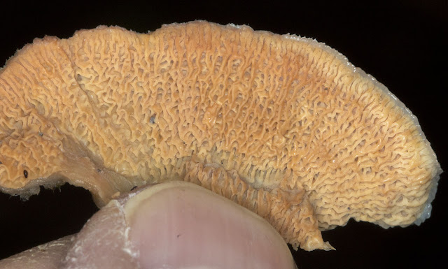 Jelly Rot, Phlebia tremellosa.  Bottom surface.  Fungus.  Keston Common, 24 December 2011.