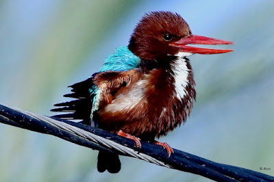 White-throated Kingfisher - resident