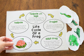 FROG LIFE CYCLE MATCHING WITH DEFINITION CARDS