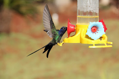 What is the best ratio of sugar to water for hummingbird food?