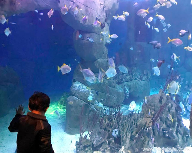 National Marine Aquarium Plymouth