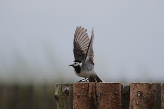 White Wagtail