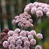 Angelica stricta purpurea