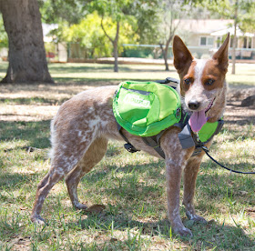 dog backpack