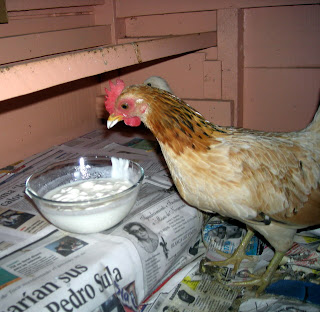 chicken eating yogurt, La Ceiba, Honduras