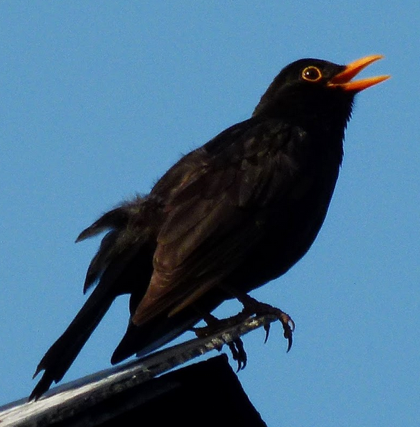 Suara merdu burung common blackbird
