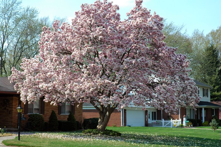 http://gardenatoz.com/media/59441/MagnoSouBlm6235.jpg