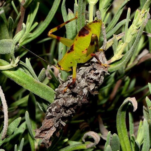 Juvenile katydid