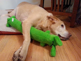 adorable dog pictures, dog holds his squeaky toy