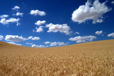 kansas wheat fields