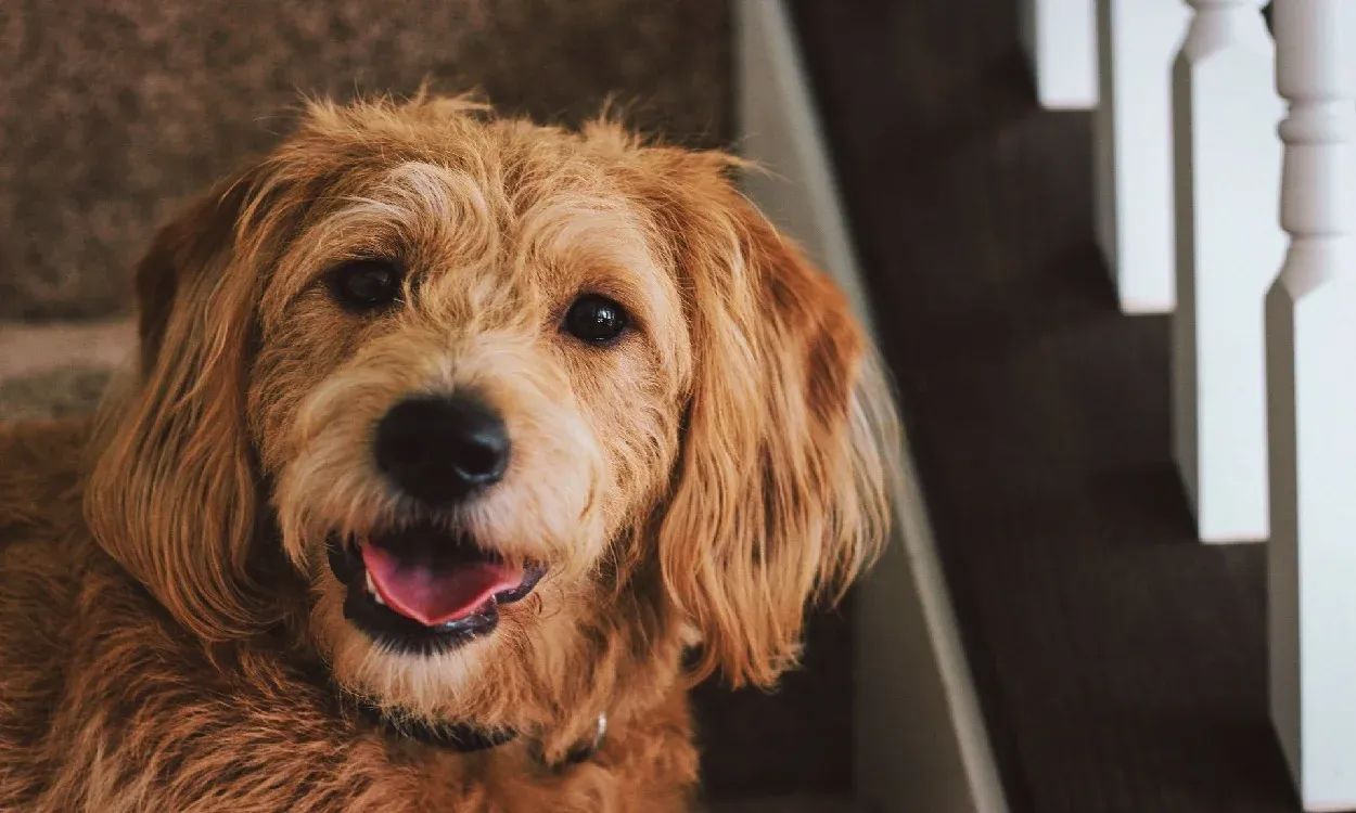 Dental spray for dogs reviews