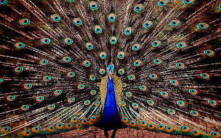 Peacock Colorful Wings Features HD Wallpaper