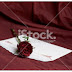 Still life rose flower and pink card on red background - Stock Image