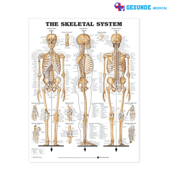 Anatomical Chart Sistem Skeletal