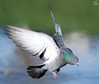 Paloma bravía (Columba livia)