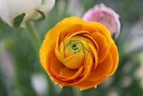 Ranunculus