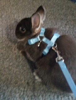 bunny in harness