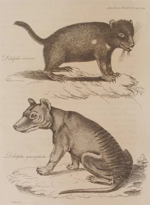 Drawing of a Tasmanian devil (above) and a Tasmanian tiger (below)