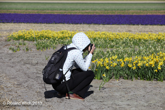 Dutch flower fields 2013