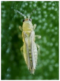 Keyword, daun cabe menguning dan rontok, penyebab daun cabe menguning, hama tungau, siklus hidup thrips, hama aphids, insektisida organik untuk cabe, musuh alami thrips, obat thrips tanaman cabai, cara membasmi jangkrik pada tanaman cabai, obat organik daun cabe keriting, hama thrips pada tomat, manfaat furadan bagi tanaman cabe, obat trips paling ampuh, perfektan 425 ec, obat daun cabe mengkerut, nama obat daun cabe keriting, obat penyubur tanaman cabe, cara mengatasi mati pucuk pada tanaman cabe, 