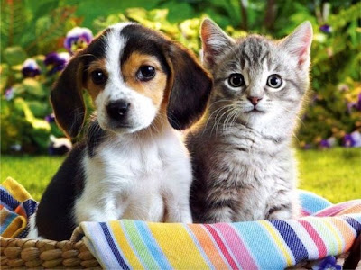 Cats and dogs pictures