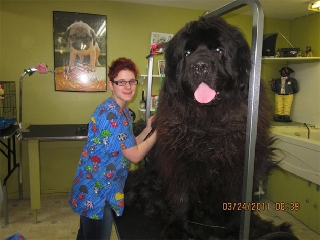 11 pictures of giant dogs, giant dogs, huge dogs, dog pictures