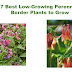 7 Best Low-Growing Perennial Border Plants to Grow