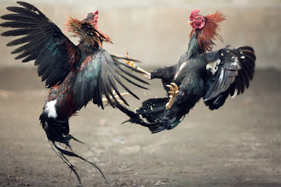 Kekejian Sabung Ayam