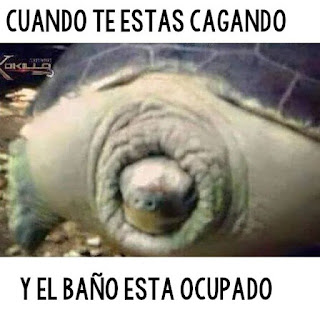 IMÁGENES, MEMES PARA ENVIAR POR WHATSAPP TODOS LOS DIAS