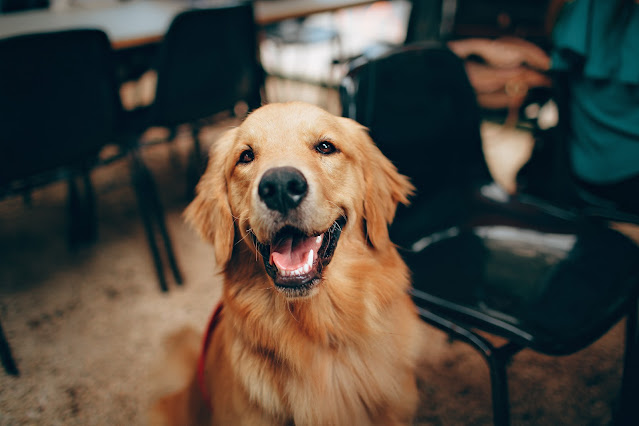 Aprenda 10 dicas para deixar o seu cachorro feliz