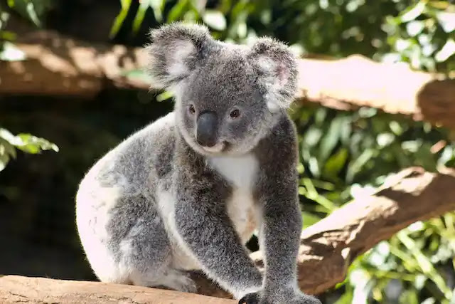 33 Fakten Über Koalas: Die Niedlichen Bewohner Australiens