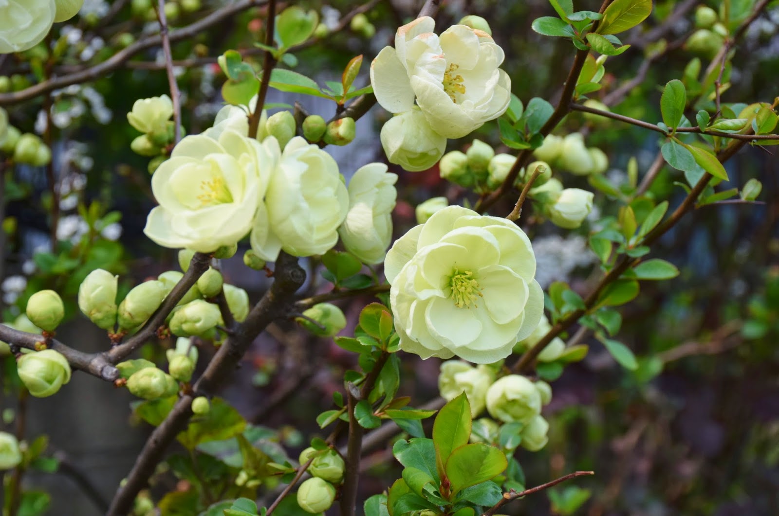 和の花だより 白木瓜の花 妖精の輝き 花言葉