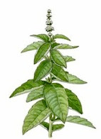 ALBAHACA