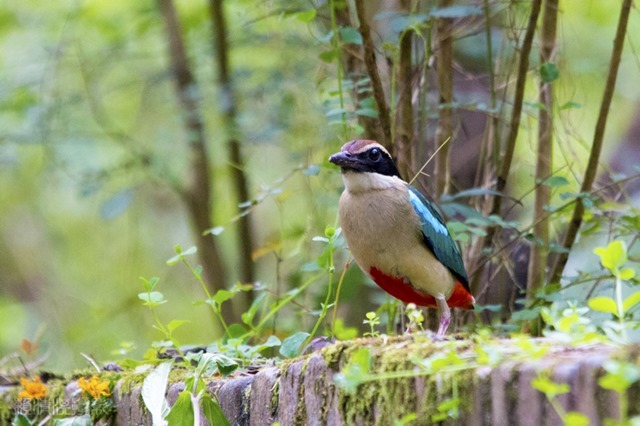 r6_MG_5701