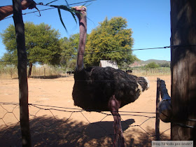 fazenda de avestruz na África do Sul