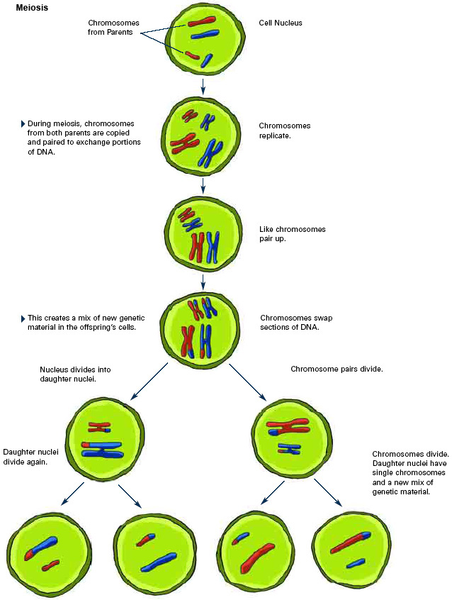 Mitosis vs. Meiosis