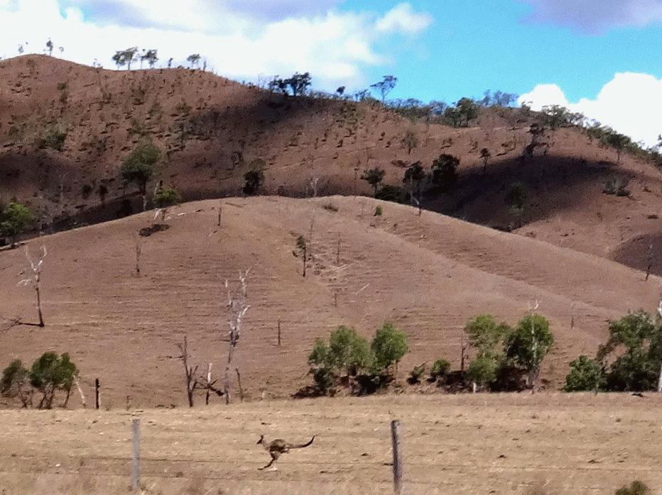 Kangaroo