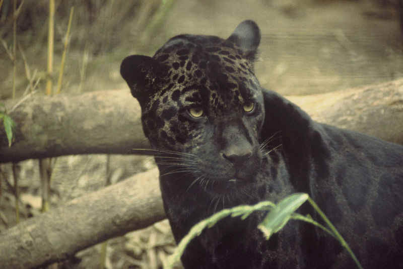 Jaguarundi Curl. more obscure jaguarundi.